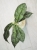 Hoya Mitrata Silver Kapuas