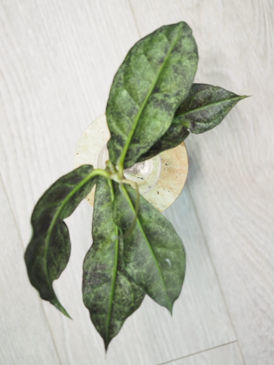 Hoya Mitrata Silver Kapuas