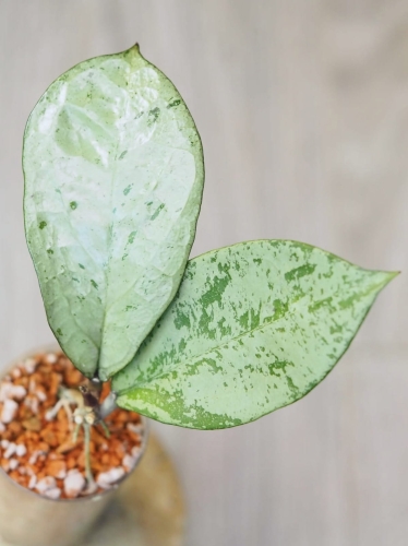 Hoya Meena Silver (Crassipetiolata Splash X Michelle Splash)