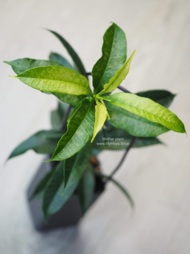 Hoya Irisae Silvera