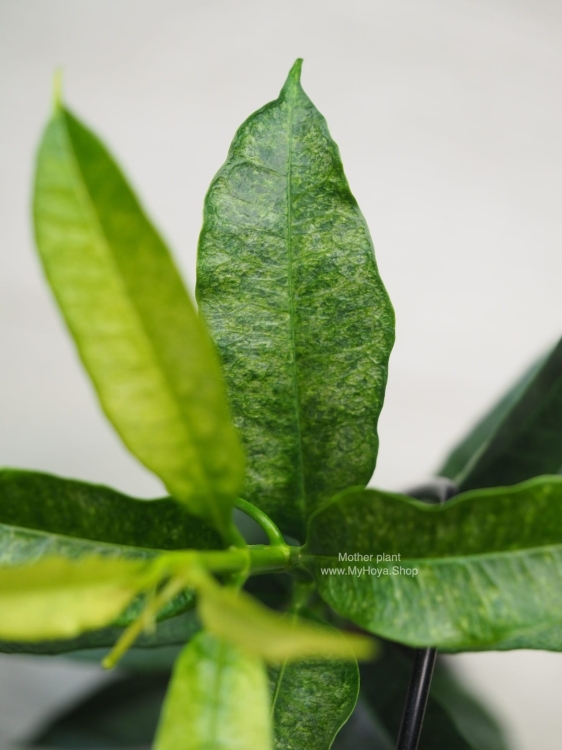 Hoya Irisae Silver