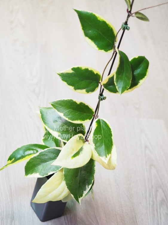Hoya Ilagiorum Albomarginata