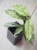 Hoya Crytiantha Silver