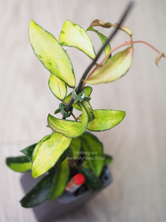 Hoya Phuwuaensis Variegata