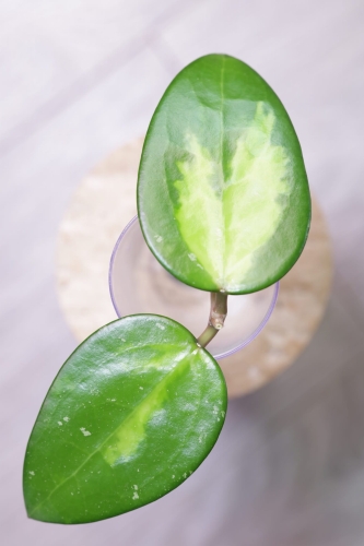 Hoya Verticillata Variegata