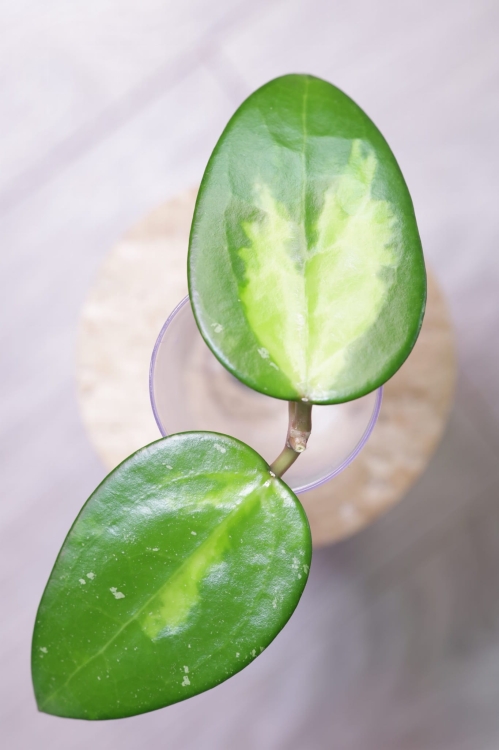 Hoya Verticillata Variegata