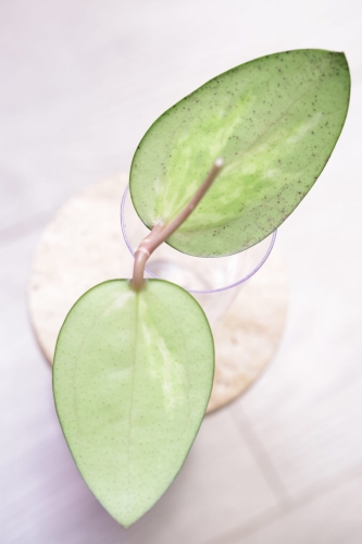 Hoya Verticillata Variegata