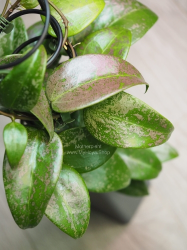 Hoya Verticillata 'Purple Aurora'