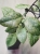 Hoya sp. Kalbar Silver