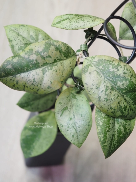 Hoya sp. Kalbar Silver