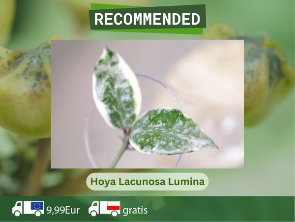 Lumina