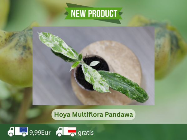 Pandawa
