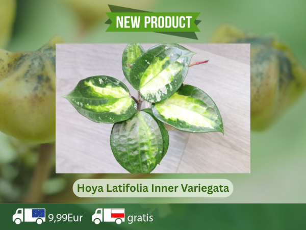 Latifolia